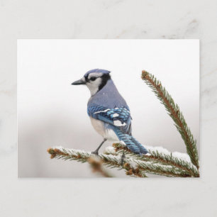 Blaue Jay im Winter Postkarte