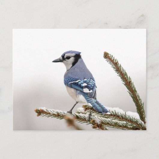 Blaue Jay im Winter Postkarte (Vorderseite)