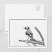 Blaue Jay im Winter Postkarte (Vorne/Hinten)