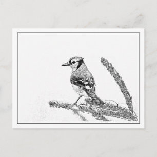 Blaue Jay im Winter Postkarte