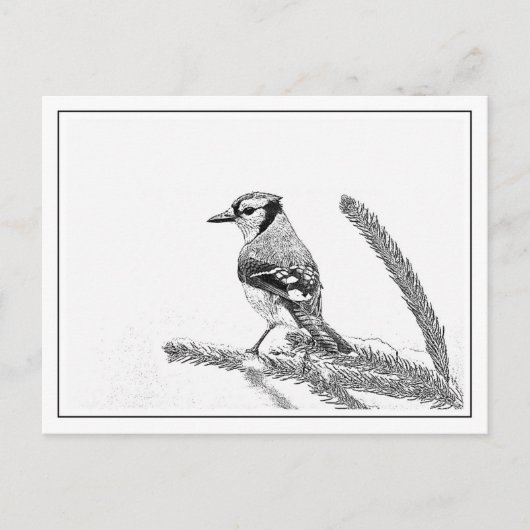 Blaue Jay im Winter Postkarte (Vorderseite)