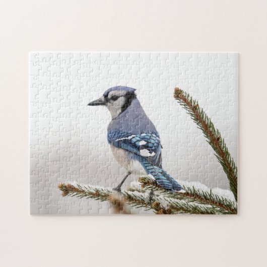 Blaue Jay im Winter Puzzle (Horizontal)