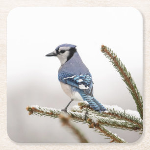 Blaue Jay im Winter Rechteckiger Pappuntersetzer