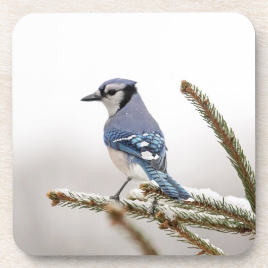 Blaue Jay im Winter Untersetzer (Vorderseite)