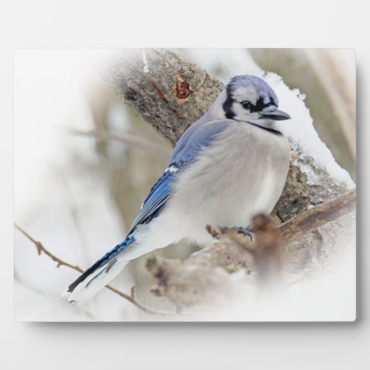 Blaue Jay im Winterschnee Fotoplatte (Vorderseite)