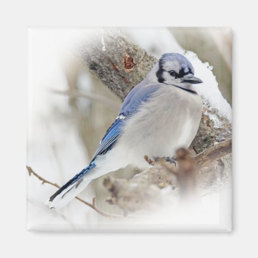 Blaue Jay im Winterschnee Magnet (Vorne)
