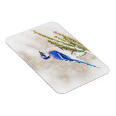 Blaue Jay in einem Kiefernbaum mit Schnee Magnet (Rechte Seite)