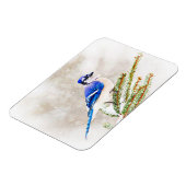 Blaue Jay in einem Kiefernbaum mit Schnee Magnet (Linke Seite)