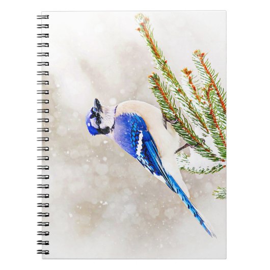 Blaue Jay in einem Kiefernbaum mit Schnee Notizblock (Vorderseite)