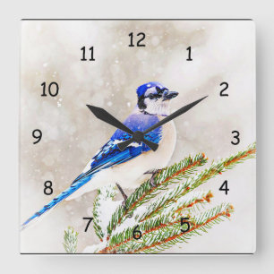 Blaue Jay in einem Kiefernbaum mit Schnee Quadratische Wanduhr