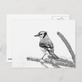 Blaue Jay in Winterskizze Postkarte (Vorne/Hinten)