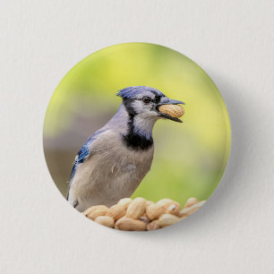 Blaue Jay mit Erdnuss Button