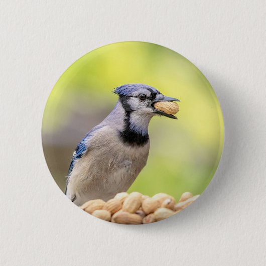 Blaue Jay mit Erdnuss Button (Vorderseite)