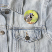 Blaue Jay mit Erdnuss Button (Beispiel)