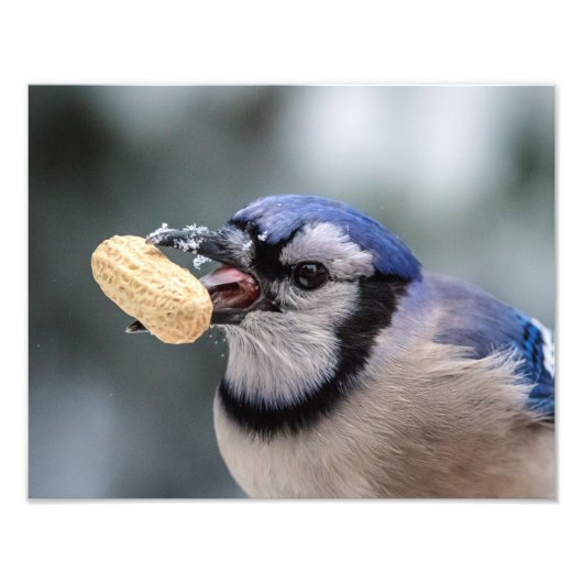 Blaue Jay mit Erdnuss Fotodruck (Vorne)