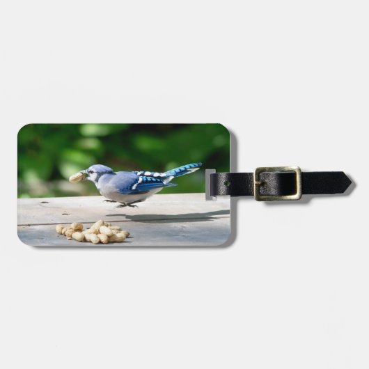 Blaue Jay mit Erdnuss Gepäckanhänger (Vorderseite horizontal)