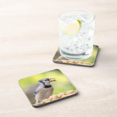 Blaue Jay mit Erdnuss Getränkeuntersetzer (Rechte Seite)