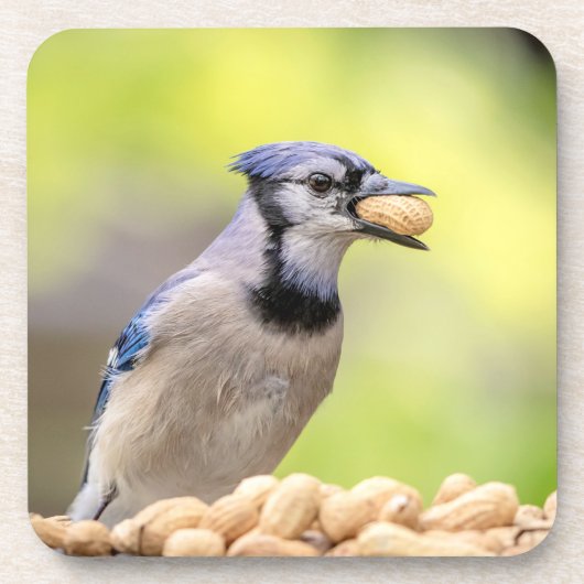 Blaue Jay mit Erdnuss Getränkeuntersetzer (Vorderseite)