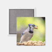 Blaue Jay mit Erdnuss Magnet (Vorderseite/Rückseite)