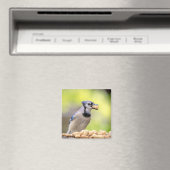 Blaue Jay mit Erdnuss Magnet (In Situ (Geschirrspüler))