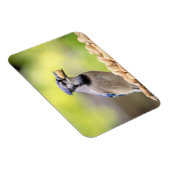 Blaue Jay mit Erdnuss Magnet (Rechte Seite)