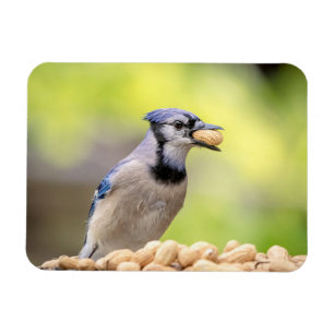 Blaue Jay mit Erdnuss Magnet