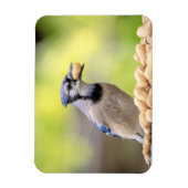 Blaue Jay mit Erdnuss Magnet (Vertikal)