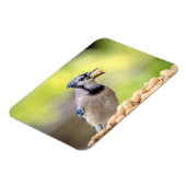 Blaue Jay mit Erdnuss Magnet (Linke Seite)