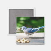 Blaue Jay mit Erdnuss Magnet (Vorderseite/Rückseite)