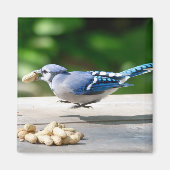 Blaue Jay mit Erdnuss Magnet (Vorne)