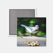 Blaue Jay mit Erdnuss Magnet (Vorderseite/Rückseite)