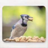 Blaue Jay mit Erdnuss Mousepad (Vorne)