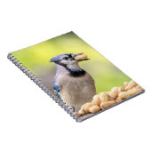 Blaue Jay mit Erdnuss Notizblock (Rechte Seite)