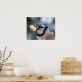 Blaue Jay mit Erdnuss Poster (Küche)