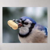 Blaue Jay mit Erdnuss Poster (Vorne)