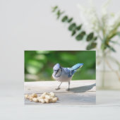 Blaue Jay mit Erdnuss Postkarte (Stehend Vorderseite)