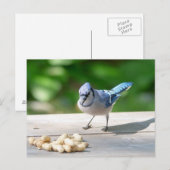 Blaue Jay mit Erdnuss Postkarte (Vorne/Hinten)