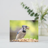 Blaue Jay mit Erdnuss Postkarte (Stehend Vorderseite)