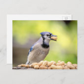 Blaue Jay mit Erdnuss Postkarte (Vorne/Hinten)
