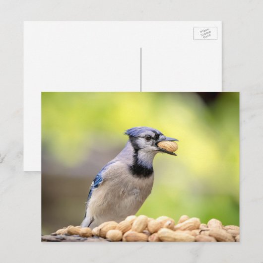 Blaue Jay mit Erdnuss Postkarte (Vorne/Hinten)
