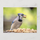 Blaue Jay mit Erdnuss Postkarte (Vorderseite)