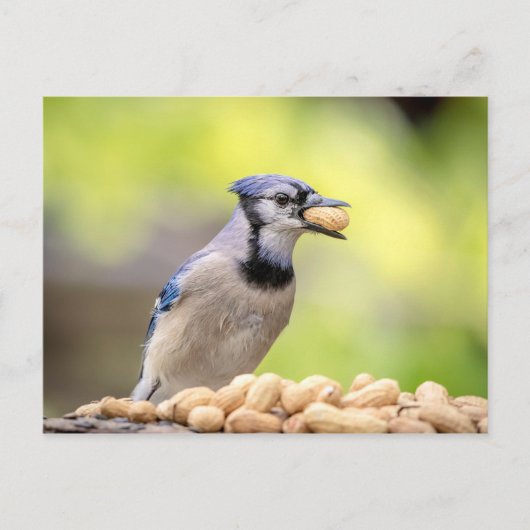 Blaue Jay mit Erdnuss Postkarte (Vorderseite)