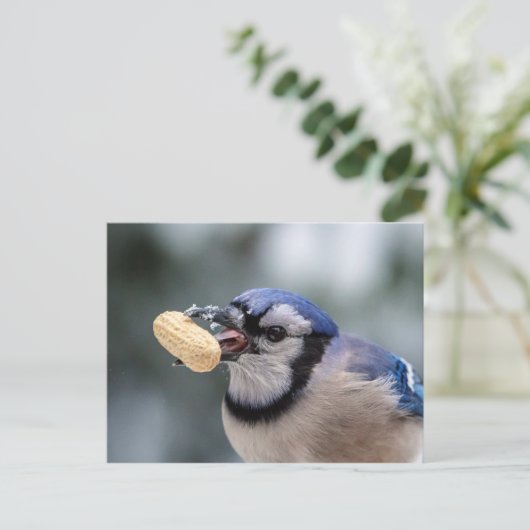 Blaue Jay mit Erdnuss Postkarte (Stehend Vorderseite)