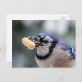 Blaue Jay mit Erdnuss Postkarte (Vorne/Hinten)