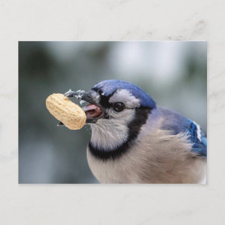 Blaue Jay mit Erdnuss Postkarte