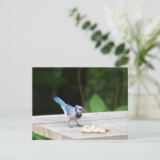 Blaue Jay mit Erdnuss Postkarte (Stehend Vorderseite)