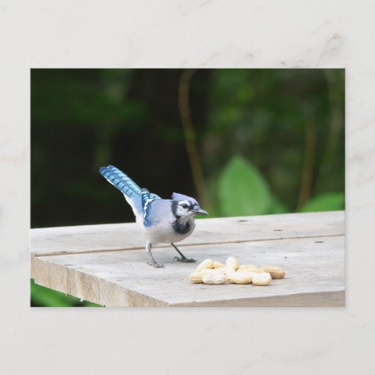 Blaue Jay mit Erdnuss Postkarte (Vorderseite)