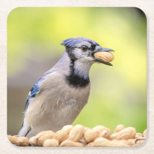Blaue Jay mit Erdnuss Rechteckiger Pappuntersetzer
