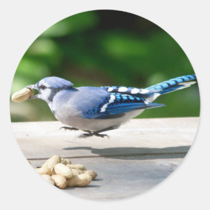 Blaue Jay mit Erdnuss Runder Aufkleber
