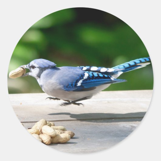 Blaue Jay mit Erdnuss Runder Aufkleber (Vorderseite)